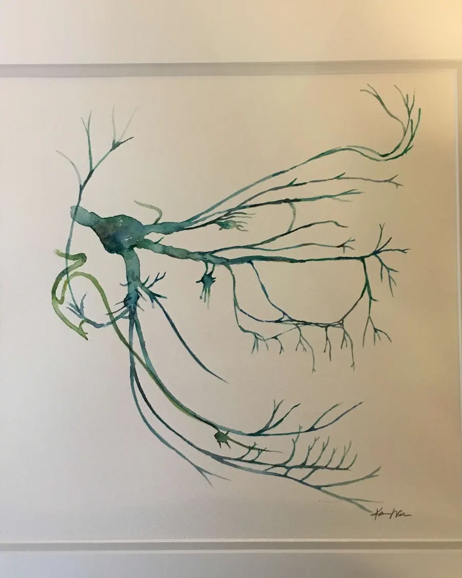 A watercolour of a tooth&rsquo;s nerve, one of the paintings on the office walls.